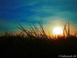 Ilalang dan Mentari