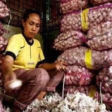 Harga Bawang Putih di Lumajang Tembus Rp 100 Ribu per Kg