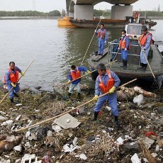 Hampir 6 Ribu Bangkai Babi Ditemukan Mengapung di Sungai Shanghai