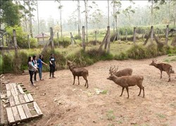 2 Destinasi Liburan Murah di Ciwidey Selain Kawah Putih