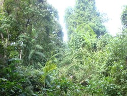 Hewan Anti Poligami Ada di TN Gunung Gede Pangrango