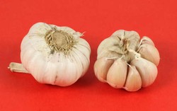 Kating dan Sin Chung, Bawang Putih Unggulan dari China