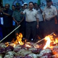 288 Ekor Trenggiling Dimusnahkan BBKSDA