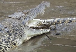 Ya Ampun! Ada Buaya Makan Buaya di Australia