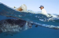 Wisata Memberi Makan Hiu Paus di Filipina Menuai Protes