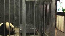 Sepasang Panda di China Berhasil Kawin Setelah Menonton Film Porno