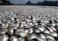 Ribuan Ikan Mati di Danau Brasil