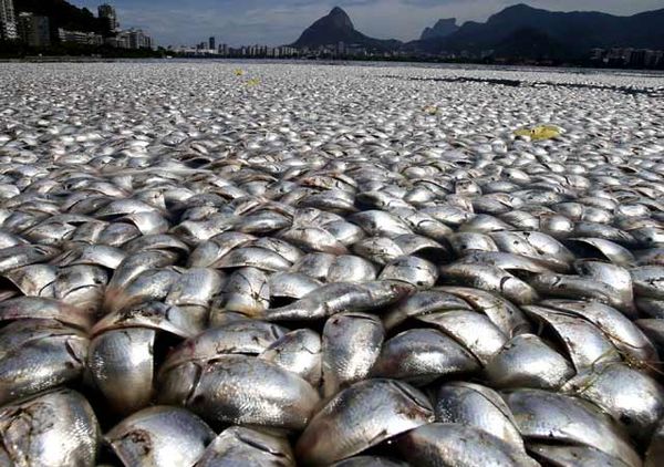 Ribuan Ikan Mati di Danau Brasil