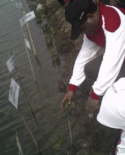 Pesisir Tanjung Pasir Disulap Jadi Hutan Bakau