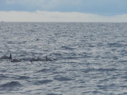 Tak Hanya Lumba-lumba, Paus Juga Ada di Teluk Kiluan