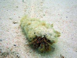 Begini Serunya Menyelam di Pulau Pramuka