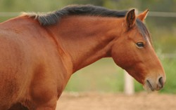 Menu 100% Daging Kuda Mulai Digemari Warga London