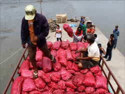 9 Ton Bawang India Ilegal Asal Malaysia Diamankan Bea Cukai Medan