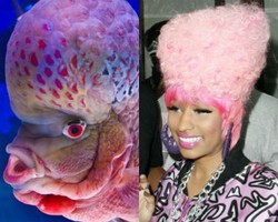 Kasihan, Nicki Minaj Disamakan dengan Ikan Lou Han