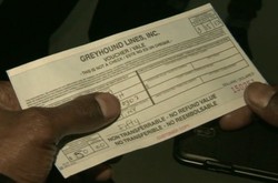 Jijik! Ribuan Kecoa Menggerayangi Bus Antar Kota di Amerika