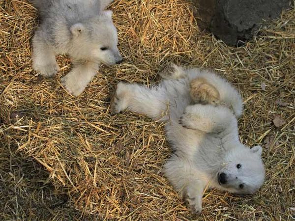 Lucunya Si Beruang Kembar