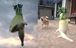 Wouw! Lobak Unik Ini Bisa Berlari