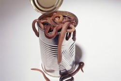 Perlukah Minum Obat Cacing 6 Bulan Sekali?