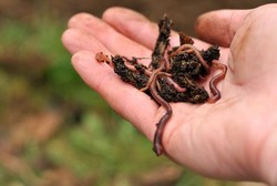 Ini Orang-orang yang Sebaiknya Minum Obat Cacing 6 Bulan Sekali