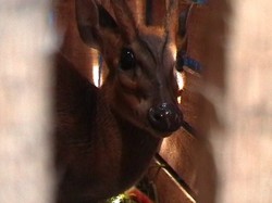 Polsek Sedayu Bantul Amankan Dua Ekor Rusa Jawa Saat Razia Lalu lintas