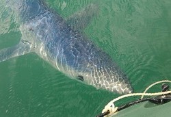 Lagi Asyik Main Kayak, Malah Dihampiri Hiu!