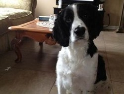 Salah Kirim, Anjing Ini Traveling Sampai Irlandia