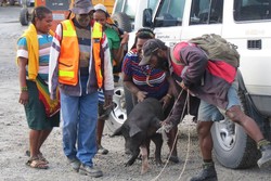 Menunggu Helikopter Bareng Babi