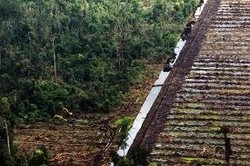 Moratorium Hutan Alam Berakhir, Lahan Gambut Terancam Bisnis Sawit