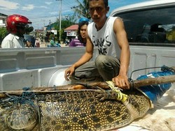 Masuk Pemukiman Warga, Buaya 2,5 Meter Ditangkap Petugas
