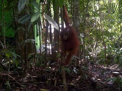 Taman Nasional Kutai yang Kian Terusik Ancaman Pembalak dan Perambah Hutan