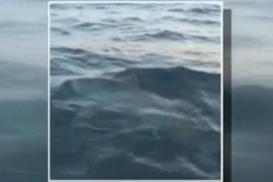 Mancing Ikan, Dapat Hiu Putih Besar!