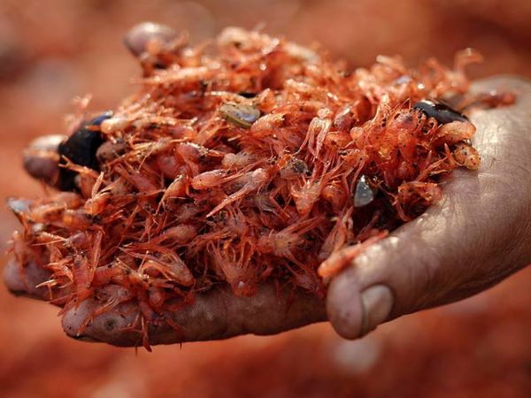 Kasihan, Jutaan Udang Mati Karena Polusi