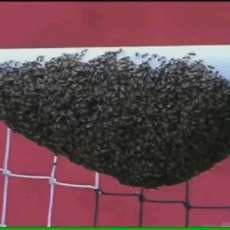 Gawang Diserbu Ribuan Lebah, Laga Liga Brasil Nyaris Batal