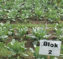 Krisis Bawang Putih, Kampus Unsoed Sulap Pesisir Pantai Jadi Kebun