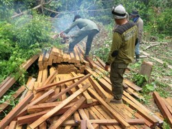 207 Batang Kayu Ulin Ilegal Disita Petugas di Hutan TNK