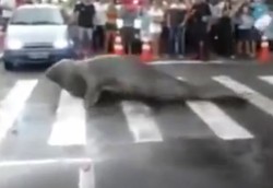 Singa Laut Menyeberang Jalan, Turis di Brazil Kaget!