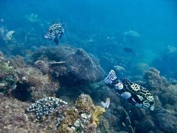 Di Bawah Laut Makassar Ada Surga