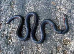 Ada Ular Kepala Dua dan Gua Mimpi di TN Bantimurung