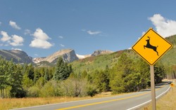 Bangkai Hewan Tabrakan Akan Diolah Jadi Makanan di Montana