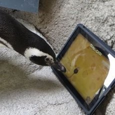 Setelah Orang Utan, Giliran Pinguin Pakai iPad
