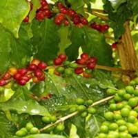 Bank Agrobisnis Didambakan Para Eksportir Kopi