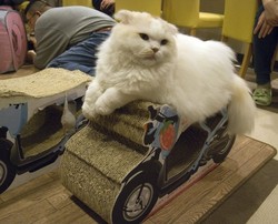 Lucunya! 5 Destinasi Unik untuk Para Pecinta Kucing di Dunia