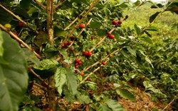 Starbucks Beli Perkebunan Kopi Pertama di Costa Rica