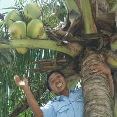 Kelapa di Pantai Klayar Pacitan Berwarna Loreng