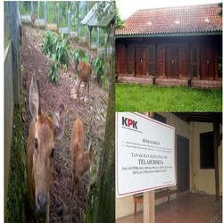 5 Koleksi Kekayaan Irjen Djoko yang Unik