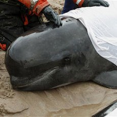 Terdampar di Pantai Afrika Selatan, 7 Ekor Paus Pilot Mati