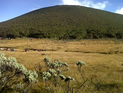 Gede-Pangrango, dari Edelweiss Sampai Kisah Prabu Siliwangi