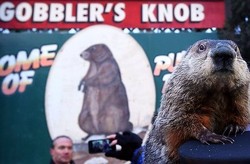 Hewan Ini Terkena Ancaman Pembunuhan di AS