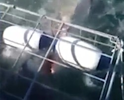 Pengantin Baru Nyaris Dimakan Hiu!