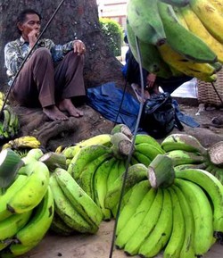 Alih Fungsi Lahan Marak di Jawa, Pisang Raja Bulu Pindah ke Ujung Pandang